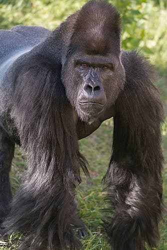 Portrait of Critically Endangered Western Lowland Gorilla Animaux reproduction